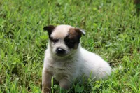 Red Female #1, a female Australian Cattle Dog for sale in Mount Vernon, MO – 4 of 7
