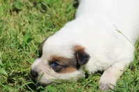 Red Female #5, a female Australian Cattle Dog for sale in Mount Vernon, MO – 4 of 10