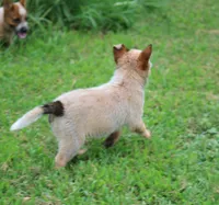 Red Female #3, a female Australian Cattle Dog for sale in Mount Vernon, MO – 8 of 10