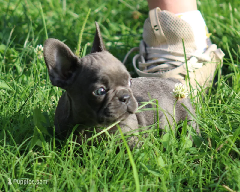 Tiny Blue Female  – French Bulldog puppy for sale in Mount Vernon, MO