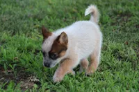 Red Female #1, a female Australian Cattle Dog for sale in Mount Vernon, MO – 6 of 7