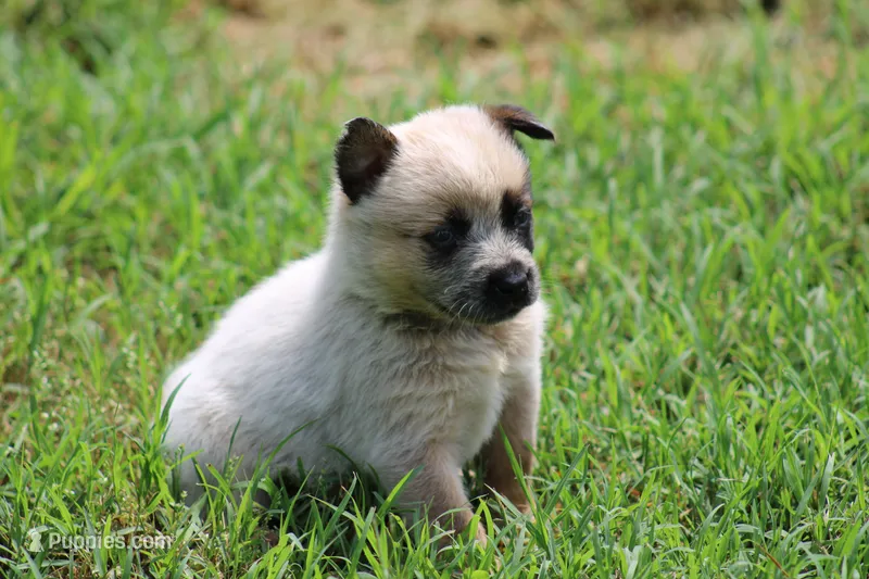 Red Female #3 – Australian Cattle Dog puppy for sale in Mount Vernon, MO