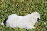 Red Female #3, a female Australian Cattle Dog for sale in Mount Vernon, MO – 8 of 10