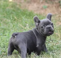 Tiny Tot, a male French Bulldog for sale in Mount Vernon, MO – 3 of 10