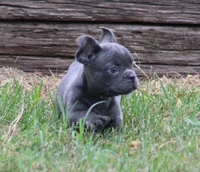Tiny Tot, a male French Bulldog for sale in Mount Vernon, MO – 7 of 7