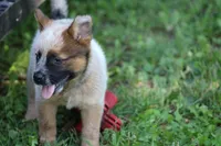Red Female #3, a female Australian Cattle Dog for sale in Mount Vernon, MO – 4 of 6