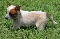 Red Girl , a female Australian Cattle Dog for sale in Mount Vernon, MO – 5 of 5
