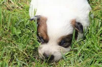 Red Female #5, a female Australian Cattle Dog for sale in Mount Vernon, MO – 2 of 10