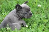 Blue Female , a female French Bulldog for sale in Mount Vernon, MO – 7 of 7