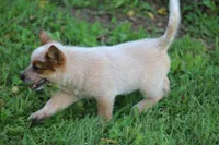 Red Female #5, a female Australian Cattle Dog for sale in Mount Vernon, MO – 5 of 7