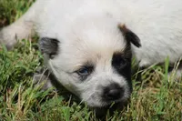Red Female #3, a female Australian Cattle Dog for sale in Mount Vernon, MO – 6 of 10