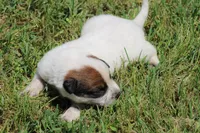 Red Female #4, a female Australian Cattle Dog for sale in Mount Vernon, MO – 5 of 9