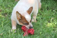 Red Female #5, a female Australian Cattle Dog for sale in Mount Vernon, MO – 4 of 7