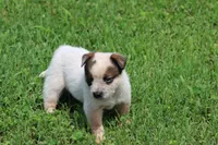 Red Male #2, a male Australian Cattle Dog for sale in Mount Vernon, MO – 3 of 8