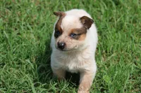Red Female #5, a female Australian Cattle Dog for sale in Mount Vernon, MO – 2 of 8