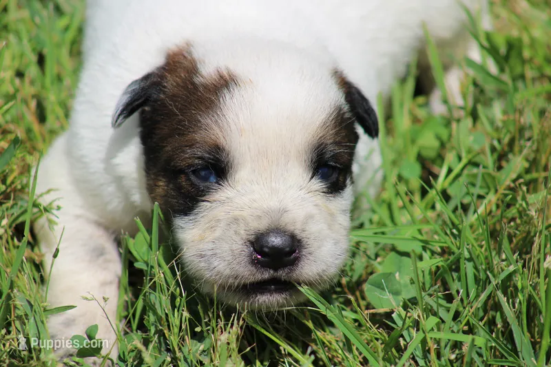 Red Male #2 – Australian Cattle Dog puppy for sale in Mount Vernon, MO