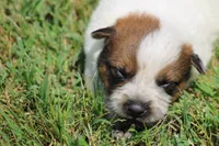 Red Female #2, a female Australian Cattle Dog for sale in Mount Vernon, MO – 2 of 8