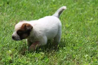 Red Male #3, a male Australian Cattle Dog for sale in Mount Vernon, MO – 3 of 9