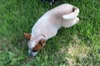 Red Female, a female Australian Cattle Dog for sale in Mount Vernon, MO – 4 of 7