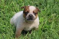 Red Female #2, a female Australian Cattle Dog for sale in Mount Vernon, MO – 5 of 6