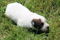Red Male #2, a male Australian Cattle Dog for sale in Mount Vernon, MO – 5 of 8