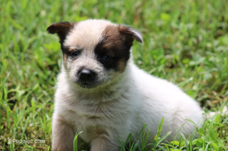 Red Female #1 – Australian Cattle Dog puppy for sale in Mount Vernon, MO