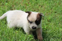 Red Female #1, a female Australian Cattle Dog for sale in Mount Vernon, MO – 6 of 7