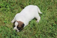 Red Male #1, a male Australian Cattle Dog for sale in Mount Vernon, MO – 3 of 8