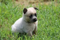 Red Female #3, a female Australian Cattle Dog for sale in Mount Vernon, MO – 2 of 7