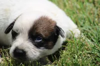 Red Female #1, a female Australian Cattle Dog for sale in Mount Vernon, MO – 2 of 8