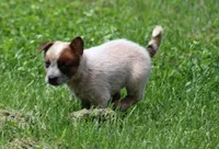 Red Girl , a female Australian Cattle Dog for sale in Mount Vernon, MO – 2 of 5