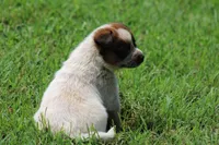 Red Male #1, a male Australian Cattle Dog for sale in Mount Vernon, MO – 9 of 9