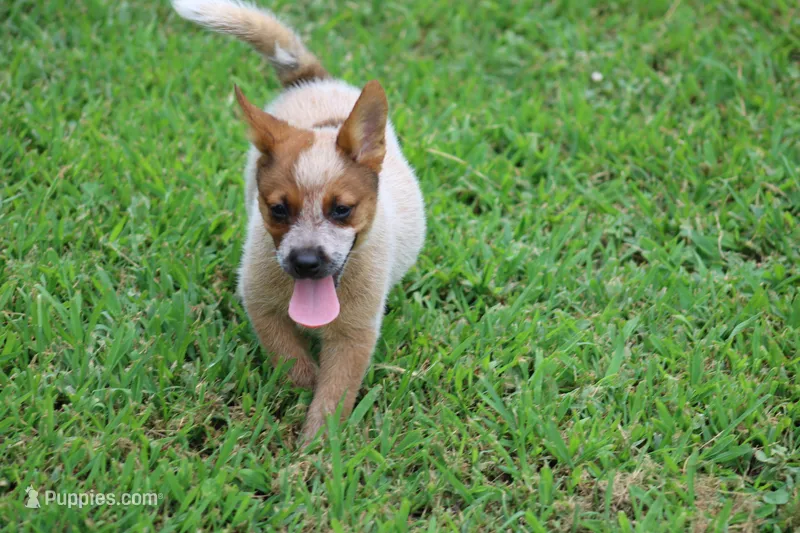 Red Female #2 – Australian Cattle Dog puppy for sale in Mount Vernon, MO