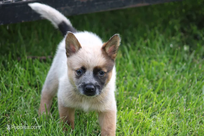 Red Female #3 – Australian Cattle Dog puppy for sale in Mount Vernon, MO