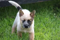 Red Female #3, a female Australian Cattle Dog for sale in Mount Vernon, MO – 10 of 10