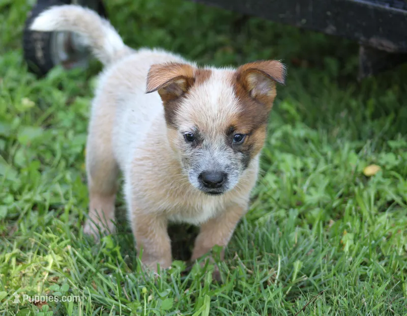 Red Male #3 – Australian Cattle Dog puppy for sale in Mount Vernon, MO