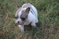 Blue Merle Piebald , a male French Bulldog for sale in Mount Vernon, MO – 5 of 10