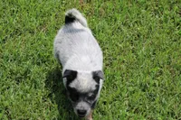 Blue Male , a male Australian Cattle Dog for sale in Mount Vernon, MO – 6 of 9