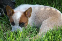 Red Female, a female Australian Cattle Dog for sale in Mount Vernon, MO – 3 of 7