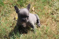 Blue Boy, a male French Bulldog for sale in Mount Vernon, MO – 4 of 6