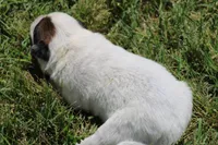 Red Female #1, a female Australian Cattle Dog for sale in Mount Vernon, MO – 3 of 8