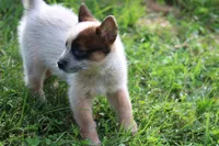 Red Female #1, a female Australian Cattle Dog for sale in Mount Vernon, MO – 5 of 7