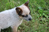 Red Female #1, a female Australian Cattle Dog for sale in Mount Vernon, MO – 3 of 9