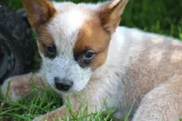 Red Female, a female Australian Cattle Dog for sale in Mount Vernon, MO – 2 of 7