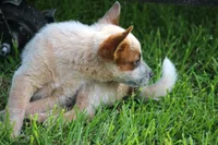 Red Female, a female Australian Cattle Dog for sale in Mount Vernon, MO – 5 of 7