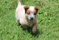 Stocky Red Male , a male Australian Cattle Dog for sale in Mount Vernon, MO – 2 of 7