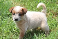 Stocky Red Male , a male Australian Cattle Dog for sale in Mount Vernon, MO – 7 of 7
