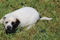 Red Female #3, a female Australian Cattle Dog for sale in Mount Vernon, MO – 7 of 10