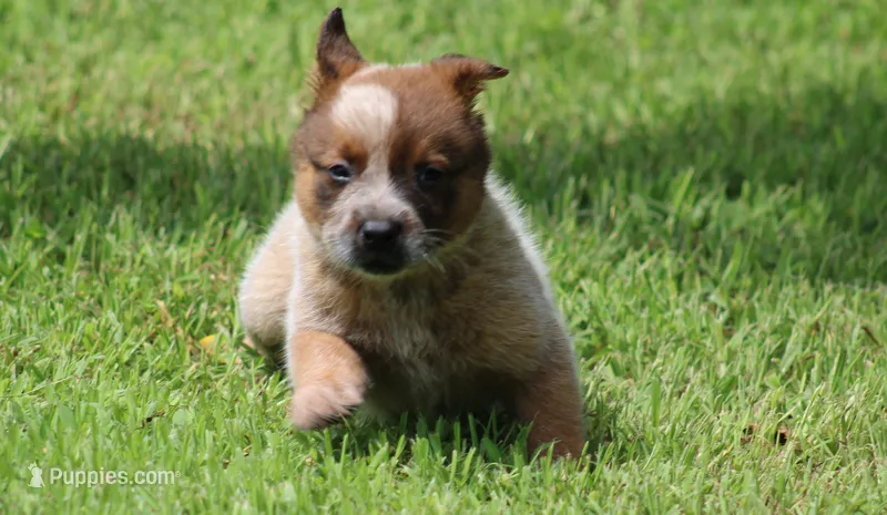 Red Male #1 – Australian Cattle Dog puppy for sale in Mount Vernon, MO