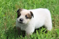 Red Male #2, a male Australian Cattle Dog for sale in Mount Vernon, MO – 8 of 8